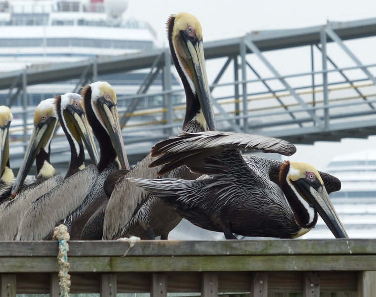 Brown Pelicans